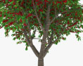 Cherry Tree 3d model