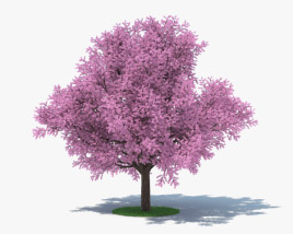 벚꽃 나무 3D 모델 