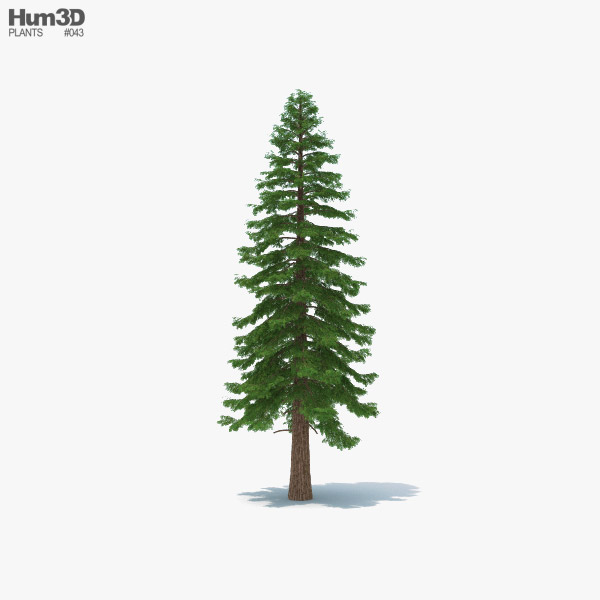 Sequoia 3D model