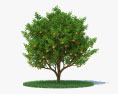 Апельсинове дерево 3D модель