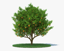 오렌지 나무 3D 모델 