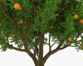 오렌지 나무 3D 모델 