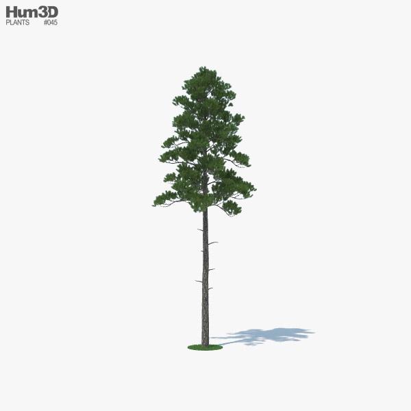 Loblolly Pine 3D model