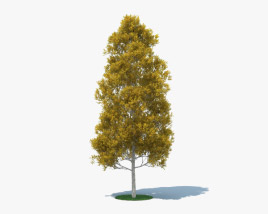 颤抖的杨树 3D模型