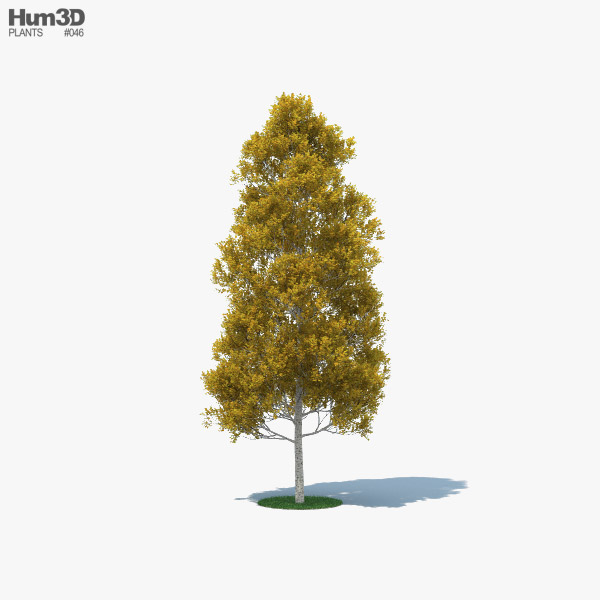 颤抖的杨树 3D模型