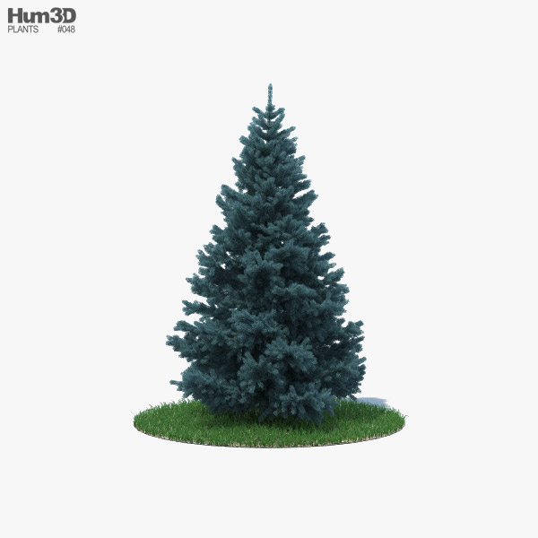Blue Spruce 3D model