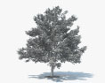 꽃이 만발한 층층 나무 3D 모델 