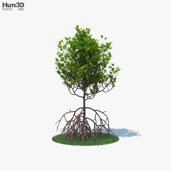 Мангрове дерево 3D модель