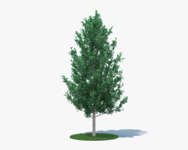 颤抖的杨树 年轻的树 3D模型