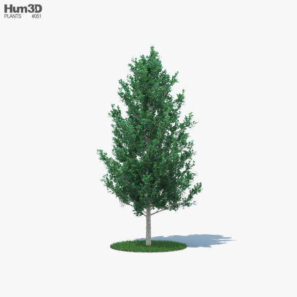 아스펜 어린 나무 3D 모델 