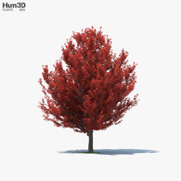 红枫树 3D模型