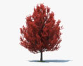 Red Maple 3d model