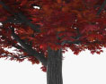 붉은 단풍나무 3D 모델 