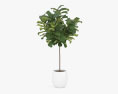 Ficus Lyrata Modello 3D