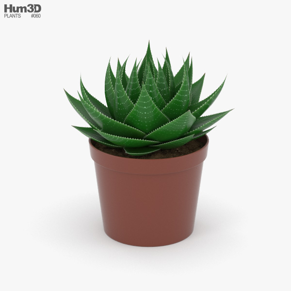 Aloe 3D model