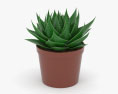 Aloe 3d model
