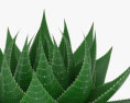 Aloe Modelo 3D