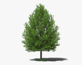 Linden Tree 3D model