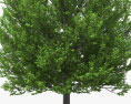 린든 나무 3D 모델 