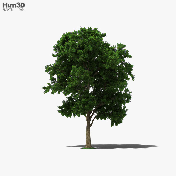 물푸레나무 3D 모델 