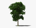 Ash Tree 3d model