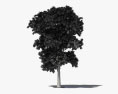 梣树 3D模型