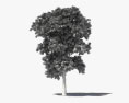 Árvore de cinzas Modelo 3d