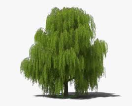 Willow Tree 3D model