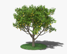 Lemon Tree 3D model