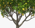 Lemon Tree 3d model