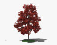 붉은 단풍나무 어린 나무 3D 모델 