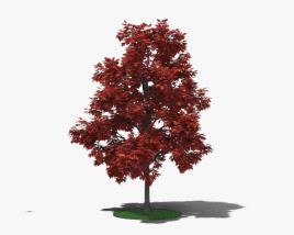 Red Maple Young 3D model
