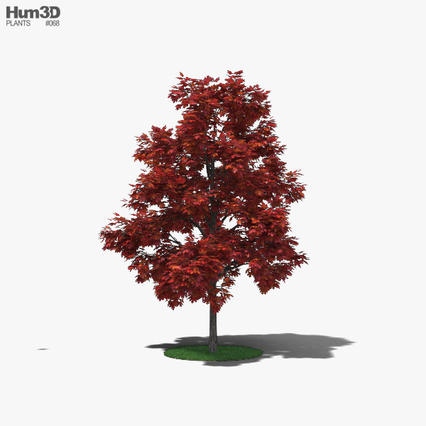 Rot-Ahorn Junger 3D-Modell