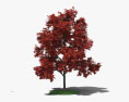 Red Maple Young 3d model