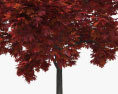 Красный клен молодое дерево 3D модель