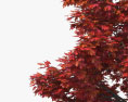 红枫树 年轻的树 3D模型