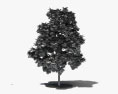 红枫树 年轻的树 3D模型