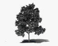Червоний клен молоде дерево 3D модель