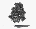 レッドメープル 若い木 3Dモデル