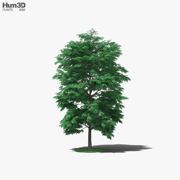 피칸 나무 3D 모델 