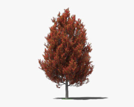 Sweetgum tree 3D model
