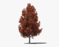 Sweetgum tree 3d model