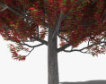 Amberbäume 3D-Modell