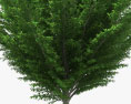 欧洲角树 3D模型