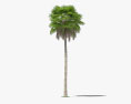 Palmeira Washingtonia Robusta Modelo 3d