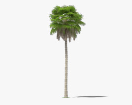 Washingtonia Robusta Palm Tree 3D model