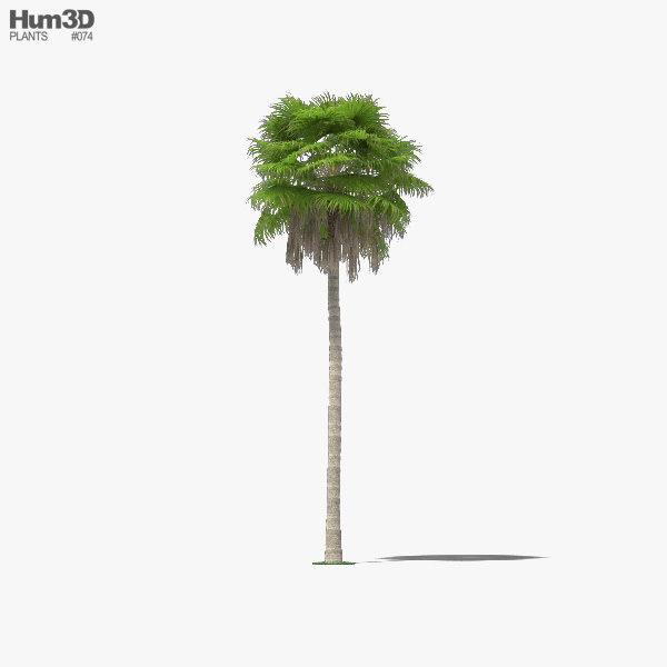 Washingtonia Robusta Palm Tree 3D model
