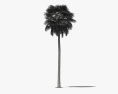 华盛顿州罗布斯塔棕榈树 3D模型