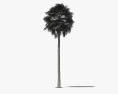 华盛顿州罗布斯塔棕榈树 3D模型
