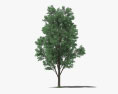 미루나무 3D 모델 